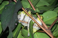 Zosterops simplex simplex