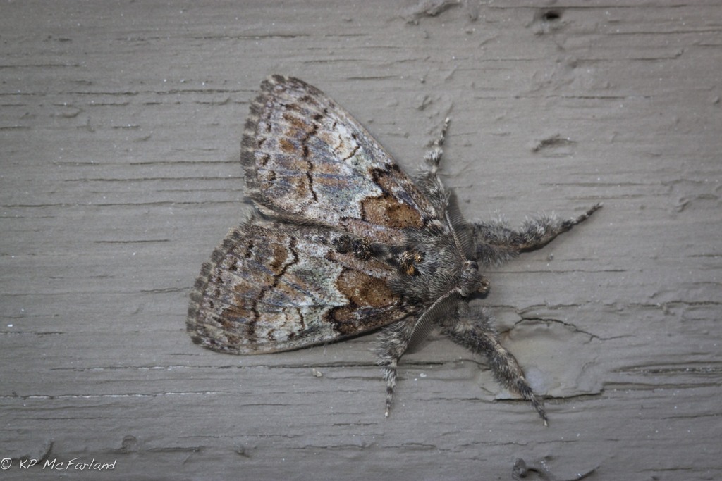 Northern Pine Tussock Moth