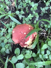 Boletus miniatopallescens