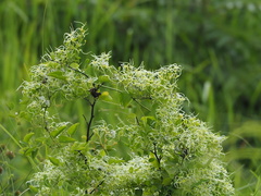 Clematis chinensis tatushanensis