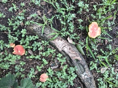 Boletus miniatopallescens