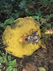 Boletus miniatopallescens