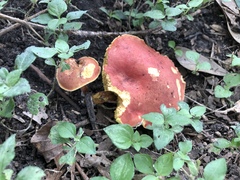 Boletus miniatopallescens