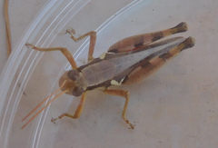 Melanoplus confusus