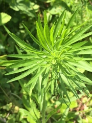 Liatris pycnostachya