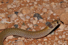 Pygopus nigriceps