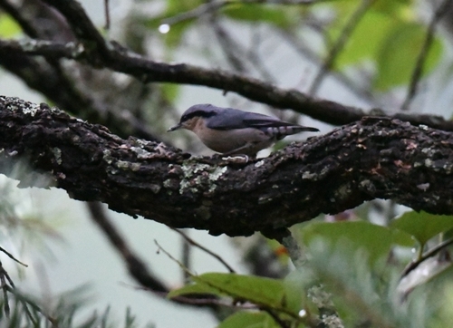 Chestnut-vented Nuthatch