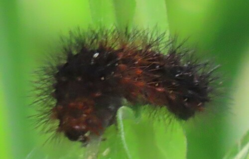 Hypercompe caudata photo 5
