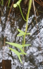 Ipomoea sagittata