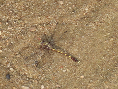 Progomphus obscurus