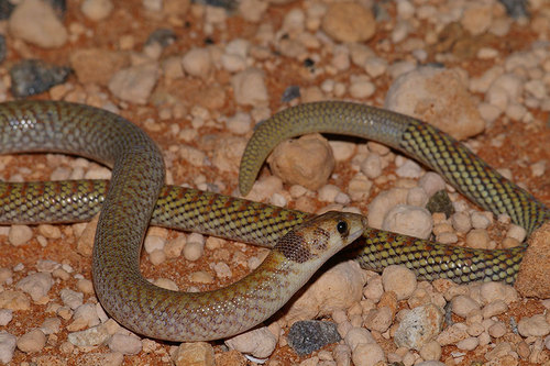 Western hooded scaly-foot