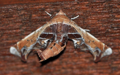 Eutelia pulcherrimus