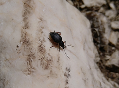 Otiorhynchus sensitivus