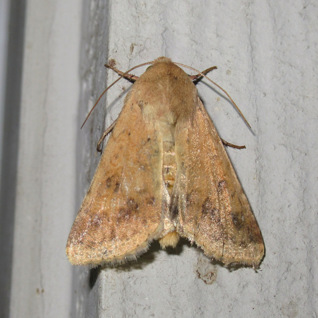 Corn Earworm Moth from Salton Dr., Austin, Travis Co., TX on October 2 ...
