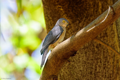 Frances's Sparrowhawk