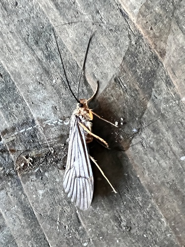 Dicosmoecus gilvipes photo 2