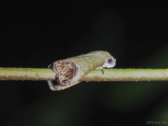 Asinduma exscripta