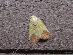 Asinduma exscripta