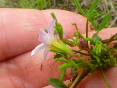 Oxalis pusilla