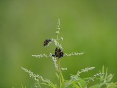 Acmaeodera luzonica volkovitshi