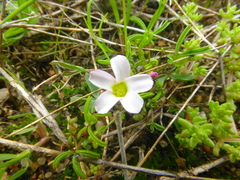 Oxalis pusilla