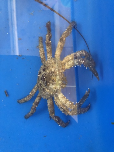Maguimithrax spinosissimus