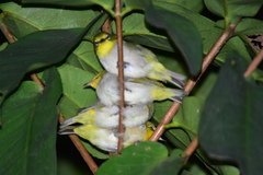 Zosterops simplex simplex