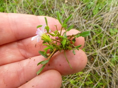 Oxalis pusilla