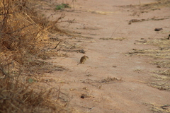 Heuglin's Lemniscomys