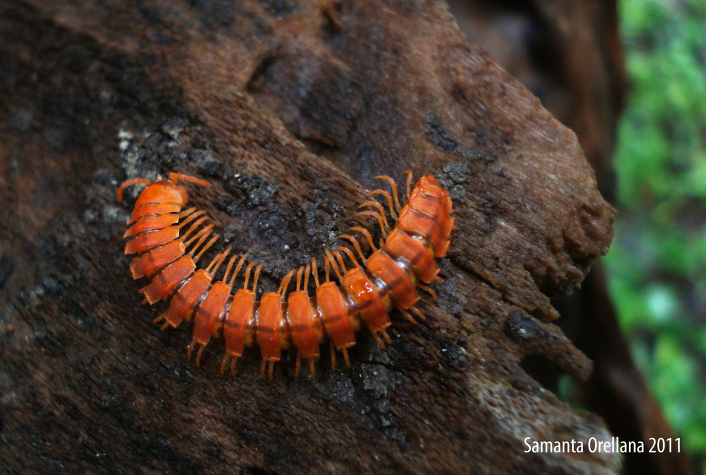 Rhachodesmoidea