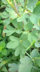 Peucedanum japonicum