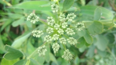 Peucedanum japonicum