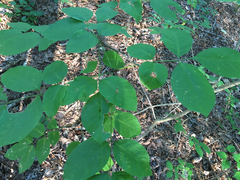 Fraxinus biltmoreana