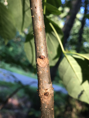 Fraxinus biltmoreana