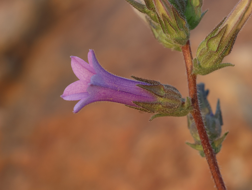 Campanula lyrata; photograph (c) Joey Bom, some rights reserved (CC BY)