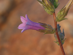 Campanula lyrata