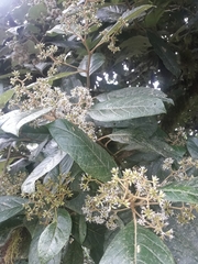 Critoniopsis occidentalis