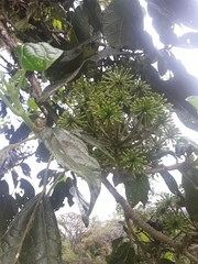 Dendropanax macrophyllus