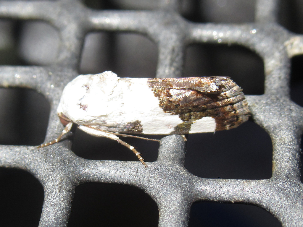 Four-patched Bird-dropping Moth from Salton Dr., Austin, Travis Co., TX ...