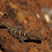 Common Prickly Gecko - Photo (c) John Sullivan, some rights reserved (CC BY-NC), uploaded by John Sullivan