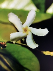 Trachelospermum jasminoides