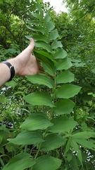 Polygonatum biflorum commutatum