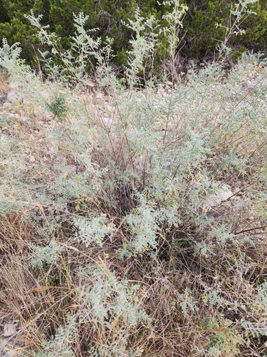 Image of Indigofera lindheimeriana by (c) Jo Roberts, some rights reserved (CC BY)