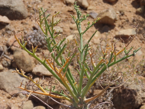 Image of Pelargonium paniculatum by no rights reserved