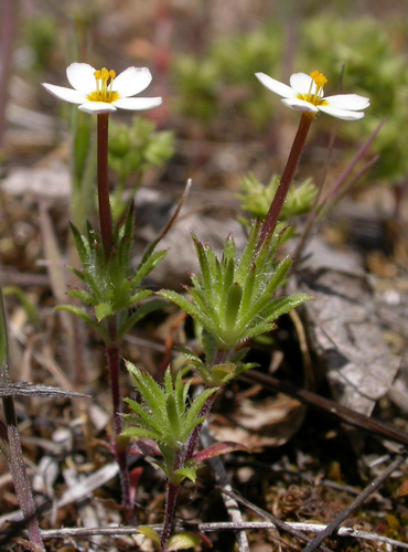true babystars (Leptosiphon minimus)