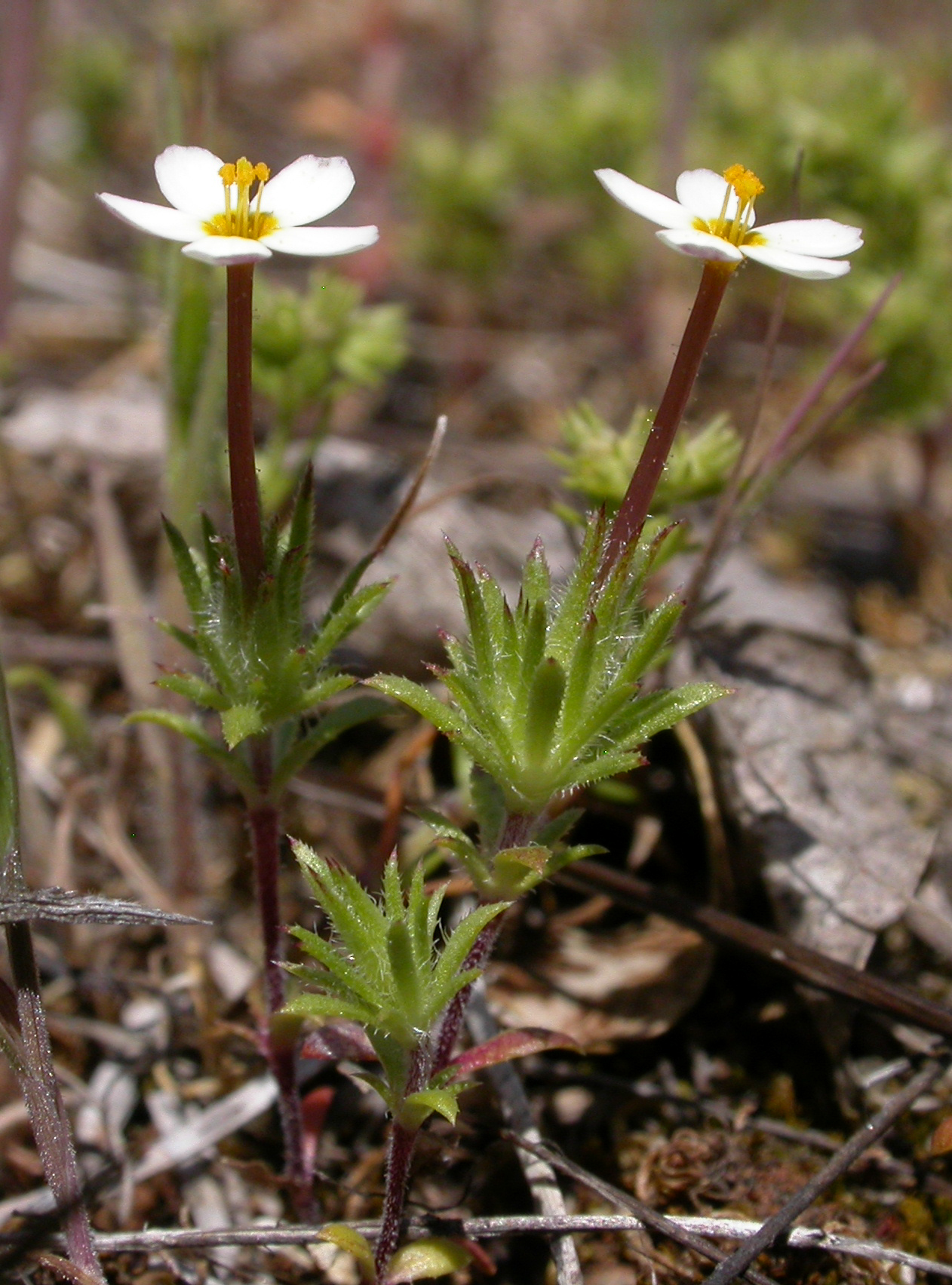 Leptosiphon minimus