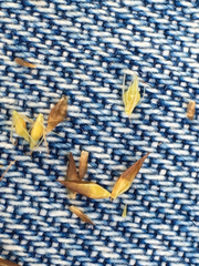 Rhynchospora capitellata