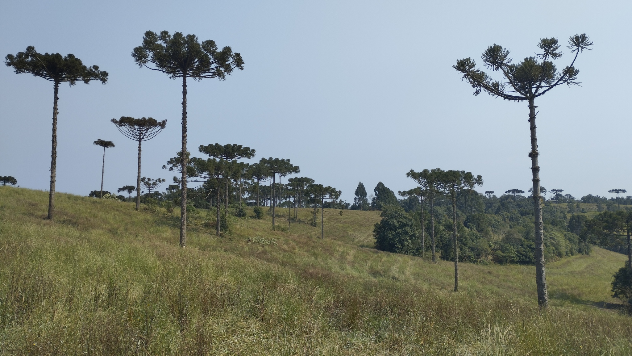 Araucaria angustifolia