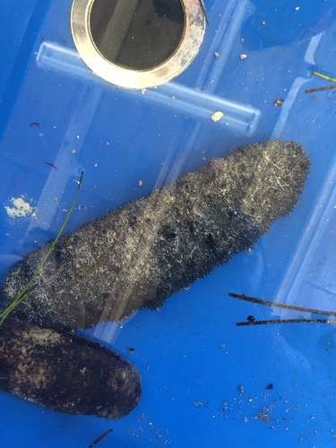 Actinopyga agassizii