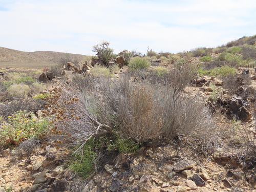 Image of Hermbstaedtia glauca by no rights reserved